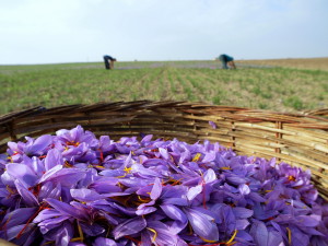 saffron flowers in basket with pickers behind