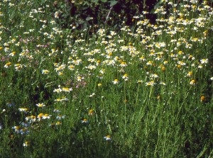 a field of chamomile