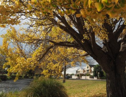 Gingko tree, Christchurch NZ - golden leaves