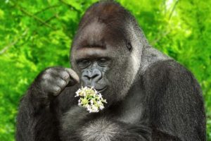 an ape inspecting a flower