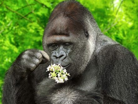 an ape inspecting a flower