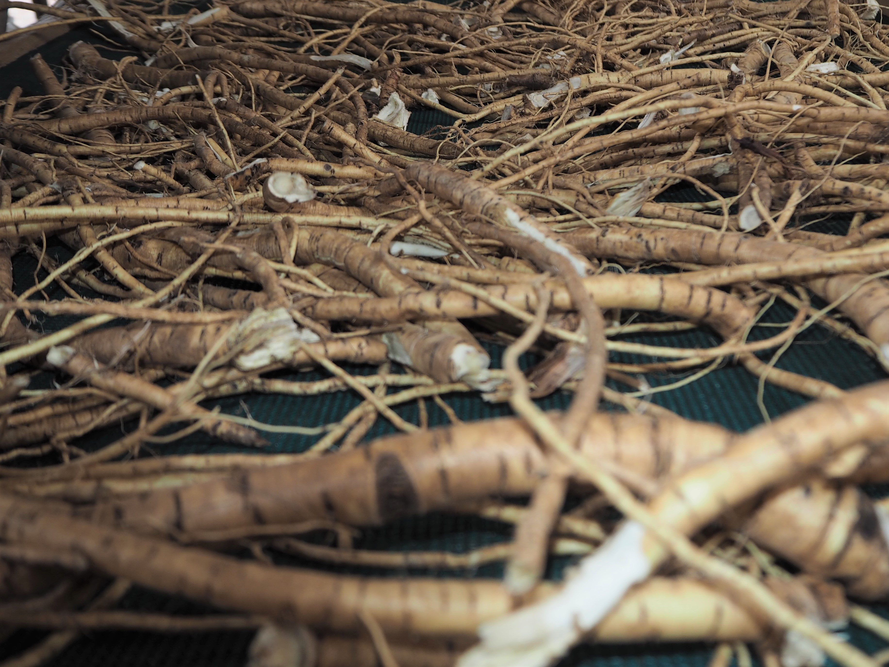 Marshmallow root Sue Evans